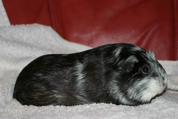 flavie3